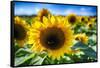 Sunflower Head Close up in a Field-George Oze-Framed Stretched Canvas