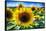 Sunflower Head Close up in a Field-George Oze-Framed Stretched Canvas