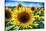 Sunflower Head Close up in a Field-George Oze-Stretched Canvas