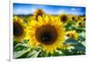 Sunflower Head Close up in a Field-George Oze-Framed Photographic Print