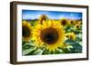 Sunflower Head Close up in a Field-George Oze-Framed Photographic Print