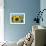 Sunflower Head Close up in a Field-George Oze-Framed Photographic Print displayed on a wall