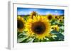 Sunflower Head Close up in a Field-George Oze-Framed Photographic Print