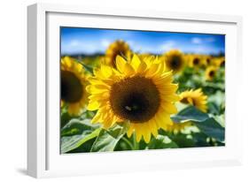 Sunflower Head Close up in a Field-George Oze-Framed Photographic Print