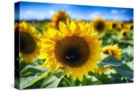 Sunflower Head Close up in a Field-George Oze-Stretched Canvas