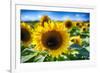 Sunflower Head Close up in a Field-George Oze-Framed Photographic Print