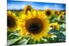 Sunflower Head Close up in a Field-George Oze-Mounted Photographic Print