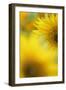 Sunflower, Helianthus Annuus, Blossom, Close-Up-Andreas Keil-Framed Photographic Print