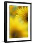 Sunflower, Helianthus Annuus, Blossom, Close-Up-Andreas Keil-Framed Photographic Print