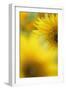 Sunflower, Helianthus Annuus, Blossom, Close-Up-Andreas Keil-Framed Photographic Print