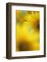 Sunflower, Helianthus Annuus, Blossom, Close-Up-Andreas Keil-Framed Photographic Print