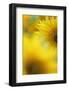 Sunflower, Helianthus Annuus, Blossom, Close-Up-Andreas Keil-Framed Photographic Print