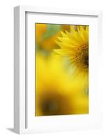 Sunflower, Helianthus Annuus, Blossom, Close-Up-Andreas Keil-Framed Photographic Print