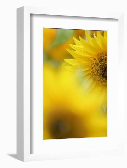 Sunflower, Helianthus Annuus, Blossom, Close-Up-Andreas Keil-Framed Photographic Print