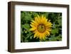 Sunflower (Helianthus annuus) in Trauttmansdorff Castle, Merano, South Tyrol, Italy-null-Framed Art Print