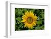 Sunflower (Helianthus annuus) in Trauttmansdorff Castle, Merano, South Tyrol, Italy-null-Framed Art Print