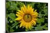 Sunflower (Helianthus annuus) in Trauttmansdorff Castle, Merano, South Tyrol, Italy-null-Mounted Art Print