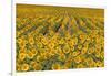 Sunflower (Helianthus Annuus), Kansas, USA-Michael Scheufler-Framed Photographic Print