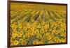 Sunflower (Helianthus Annuus), Kansas, USA-Michael Scheufler-Framed Photographic Print