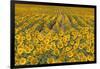 Sunflower (Helianthus Annuus), Kansas, USA-Michael Scheufler-Framed Photographic Print