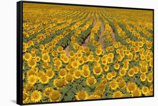 Sunflower (Helianthus Annuus), Kansas, USA-Michael Scheufler-Framed Stretched Canvas