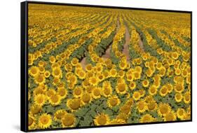 Sunflower (Helianthus Annuus), Kansas, USA-Michael Scheufler-Framed Stretched Canvas