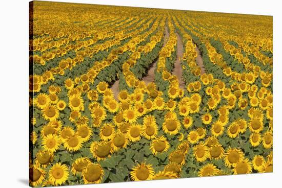 Sunflower (Helianthus Annuus), Kansas, USA-Michael Scheufler-Stretched Canvas