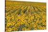 Sunflower (Helianthus Annuus), Kansas, USA-Michael Scheufler-Stretched Canvas