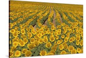 Sunflower (Helianthus Annuus), Kansas, USA-Michael Scheufler-Stretched Canvas