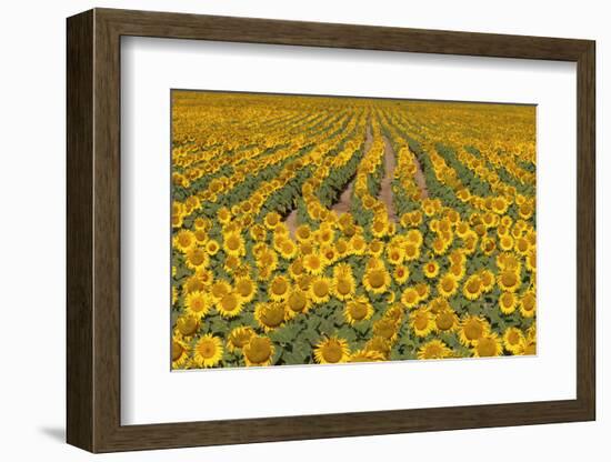 Sunflower (Helianthus Annuus), Kansas, USA-Michael Scheufler-Framed Photographic Print