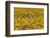 Sunflower (Helianthus Annuus), Kansas, USA-Michael Scheufler-Framed Photographic Print