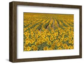 Sunflower (Helianthus Annuus), Kansas, USA-Michael Scheufler-Framed Photographic Print