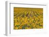 Sunflower (Helianthus Annuus), Kansas, USA-Michael Scheufler-Framed Photographic Print