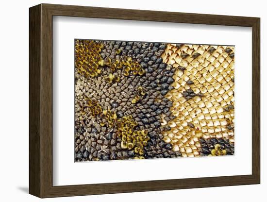 Sunflower (Helianthus annuus) 'Ray of Sunshine', close-up of seedhead, growing in garden allotment-Marcus Webb-Framed Photographic Print