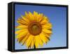 Sunflower, Helianthus Spec. Bielefeld, NRW, Germany-Thorsten Milse-Framed Stretched Canvas