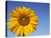 Sunflower, Helianthus Spec. Bielefeld, NRW, Germany-Thorsten Milse-Stretched Canvas