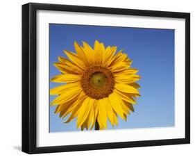 Sunflower, Helianthus Spec. Bielefeld, NRW, Germany-Thorsten Milse-Framed Photographic Print
