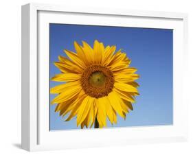 Sunflower, Helianthus Spec. Bielefeld, NRW, Germany-Thorsten Milse-Framed Photographic Print