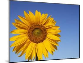 Sunflower, Helianthus Spec. Bielefeld, NRW, Germany-Thorsten Milse-Mounted Photographic Print