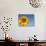 Sunflower, Helianthus Spec. Bielefeld, NRW, Germany-Thorsten Milse-Photographic Print displayed on a wall