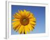 Sunflower, Helianthus Spec. Bielefeld, NRW, Germany-Thorsten Milse-Framed Photographic Print