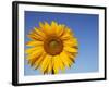 Sunflower, Helianthus Spec. Bielefeld, NRW, Germany-Thorsten Milse-Framed Photographic Print