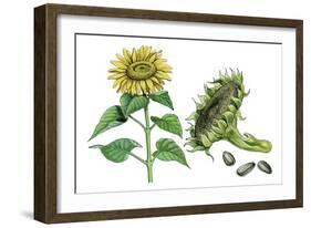 Sunflower (Heliantus Annuus)-Giglioli E.-Framed Giclee Print