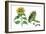 Sunflower (Heliantus Annuus)-Giglioli E.-Framed Giclee Print