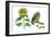 Sunflower (Heliantus Annuus)-Giglioli E.-Framed Giclee Print