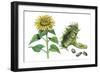 Sunflower (Heliantus Annuus)-Giglioli E.-Framed Giclee Print