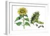 Sunflower (Heliantus Annuus)-Giglioli E.-Framed Giclee Print