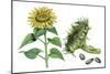 Sunflower (Heliantus Annuus)-Giglioli E.-Mounted Giclee Print