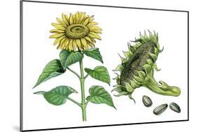 Sunflower (Heliantus Annuus)-Giglioli E.-Mounted Giclee Print