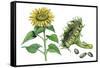 Sunflower (Heliantus Annuus)-Giglioli E.-Framed Stretched Canvas